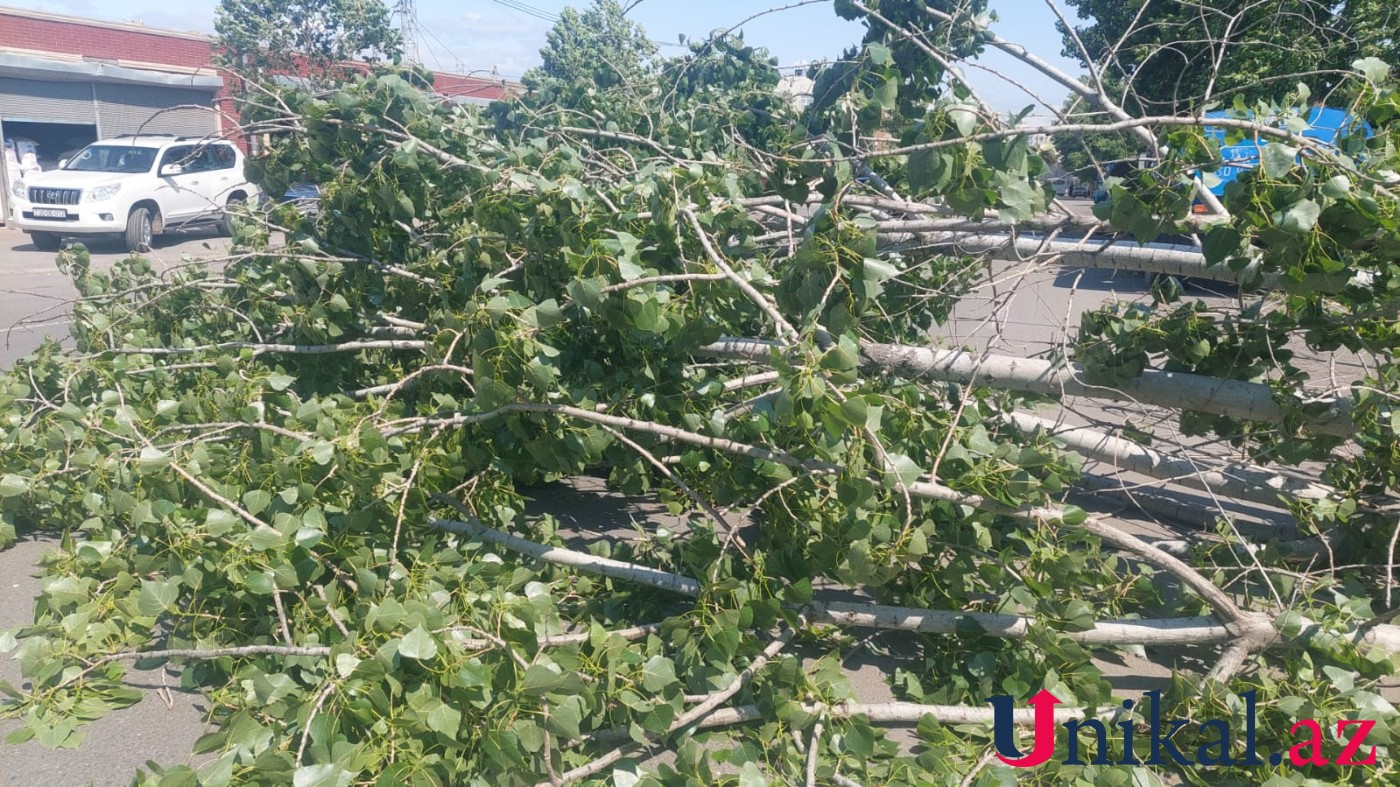 Güclü külək Gəncədə fəsadlar törətdi - FOTO